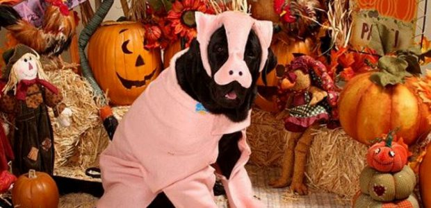 dog pig costume